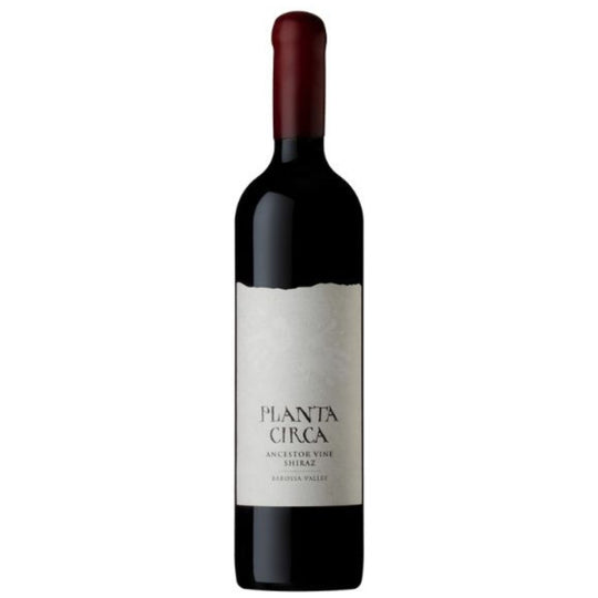Planta Circa Shiraz